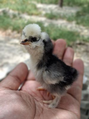 Корейские тройка тозза зот жужаси