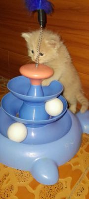 Котёнок мальчик очень красивый