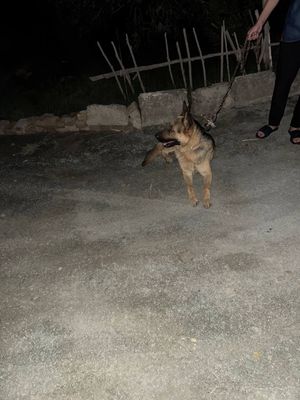 немецкий овчарка