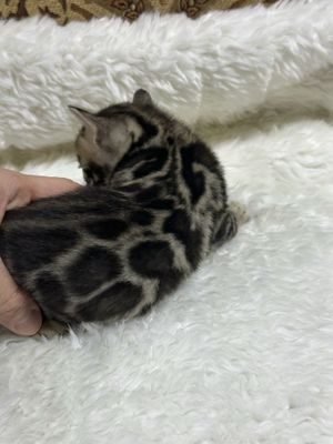 Клубные бенгальские котята