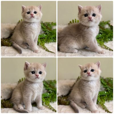 Продается котенок ay12