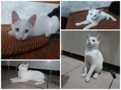 Отдам даром котенка