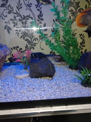 Продаётся европейский сом 30+ см