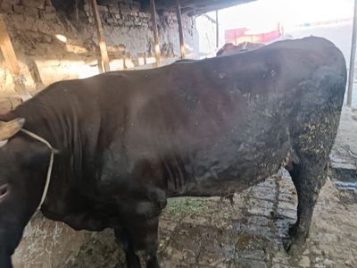 4 ta buqa sotiladi manzil Buxoro viloyati Qorovulbozor tumani