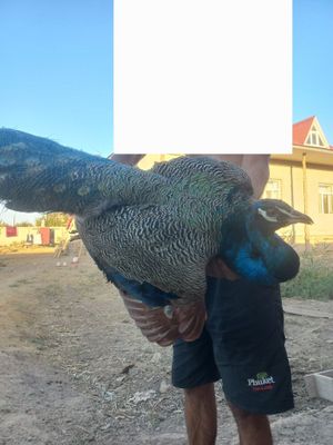 Павлин домашний
