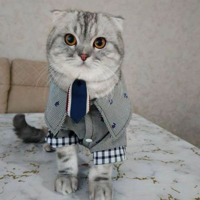 Мушук кийимлари паспорт перенос корзинка