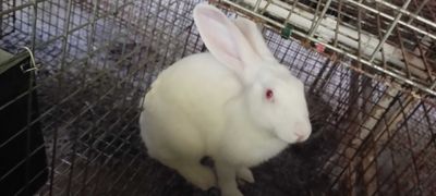 Quyonlar sotiladi, 1, 2, 3oyliklari, zoti xikol, mahalliy duragay