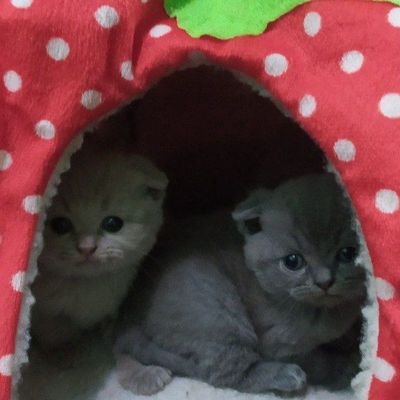 Котята шотландской породы