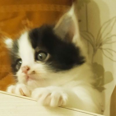 Котята турецкий ангора