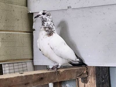 Продаются голуби гибриды