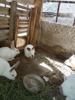 Продаю Калифорнийские кролики