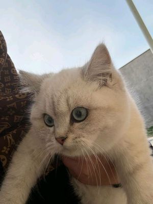 British Shorthair Chinchilla