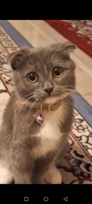 Кошка scottish fold