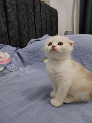 котята