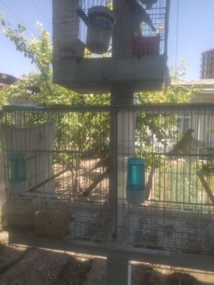 Прадается сава канарейка гибрит ест и канарейки на вибор