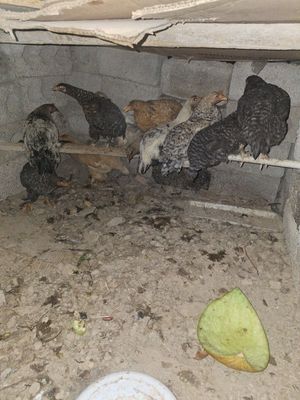 2 oyli joʻjala sotiladi