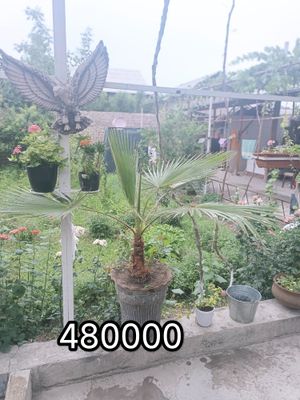 Tuvakli Uy gullari sotiladi. 5-6 yillik