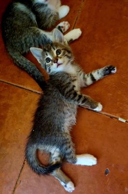 Маленький котёнок