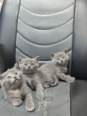 Продается Скоттиш страйт
