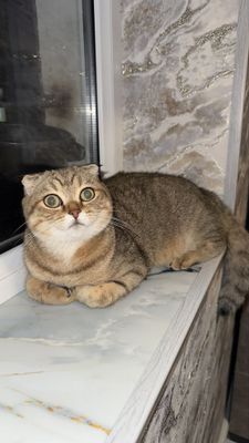 Urgochi Scottish fold