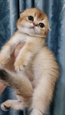 Продаётся чистокровный шотландский котёнок скоттиш-фолд