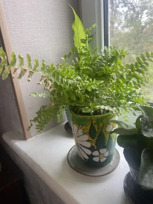 Продается драцена