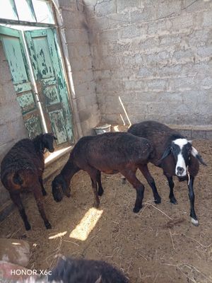 Qo'ylar sotiladi