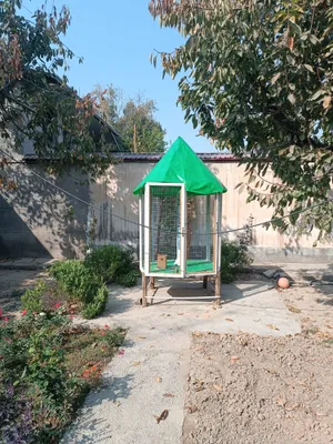 Куш хона , Тути, каптарлар бокиш учун