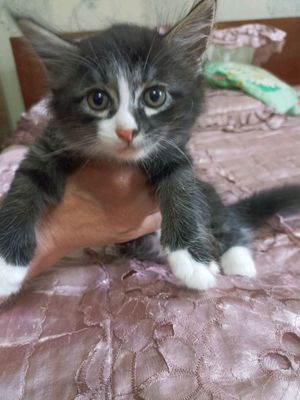 Котята в хорошие руки