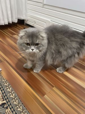 КОТ НЕ ДЛЯ ПРОДАЖИИИИ толко для вязки звоните в любой время суток