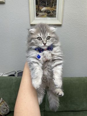 Котята скотиш фолд и скотиш страйт