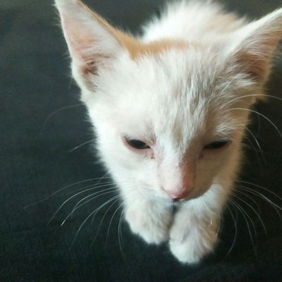 Срочно продаю маленькую кошечку