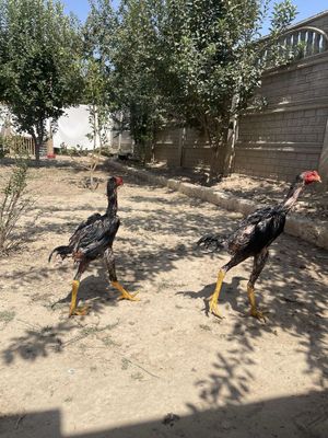 Dakan jojala sotiladi.