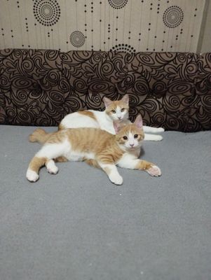 Отдам в хорошие руки