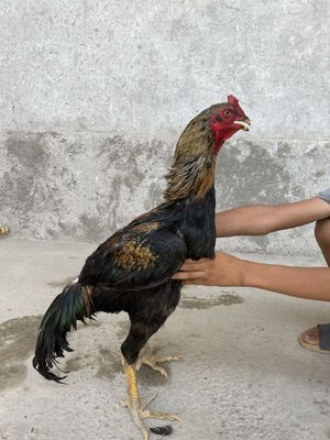 Dakan xoʻroz sotiladi