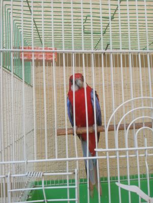 toti