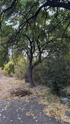 Урик Утин сотилади