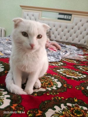 кот