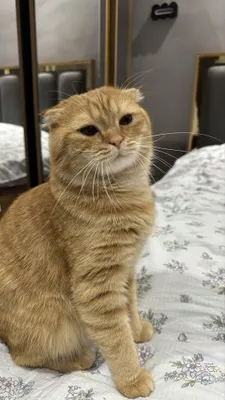 Продам Скотиш фолд