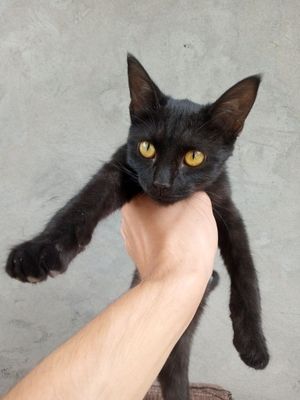 O'q'il bola mushukcha berib yuboramiz