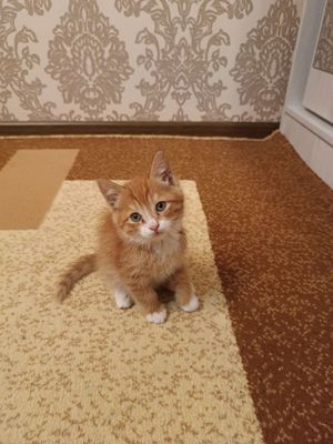 Рыжий котенок в хорошие ручки