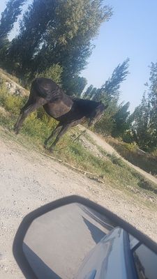 Ot uloqchi toy bor qorabayr