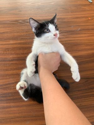 onasini zoti skotch folit ozi 3 oylik uy mushuki