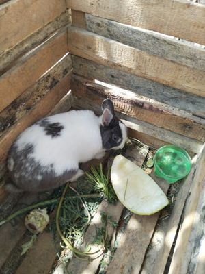 Karlik quyonlar sotiladi