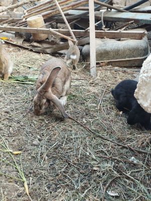 Quyonla sotladi onasiyam bolasiyam xammasi kelshamz 8 ta xammsi