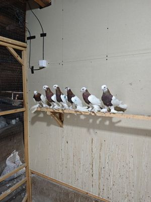 Qopqon golubi golubey kabutar kaptar