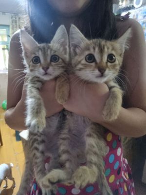 Отдам котят в добрые руки