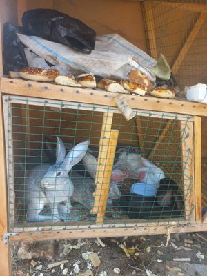 Продаются кролики
