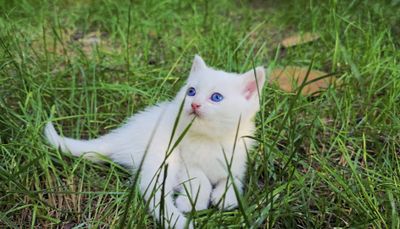 British Shorthair (Moviy ko‘z) Qiz bola Sovg‘a bob. Ovqatga o‘tgan.