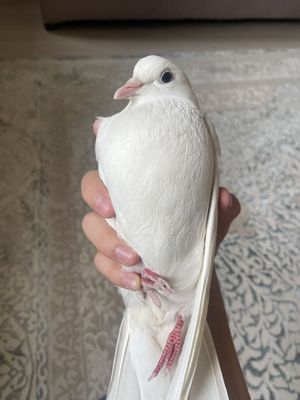Голубь Кабутар белого цвета